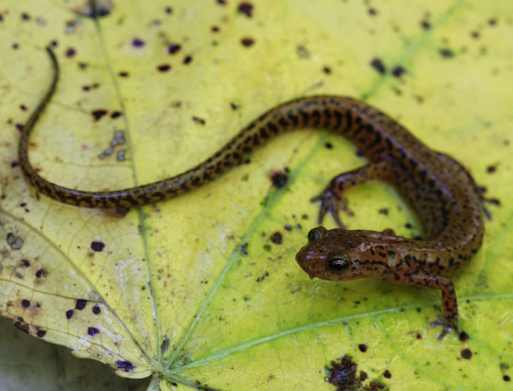 Longtail Salamander